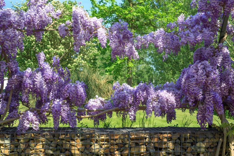 Blossoming Wisteria in Spring