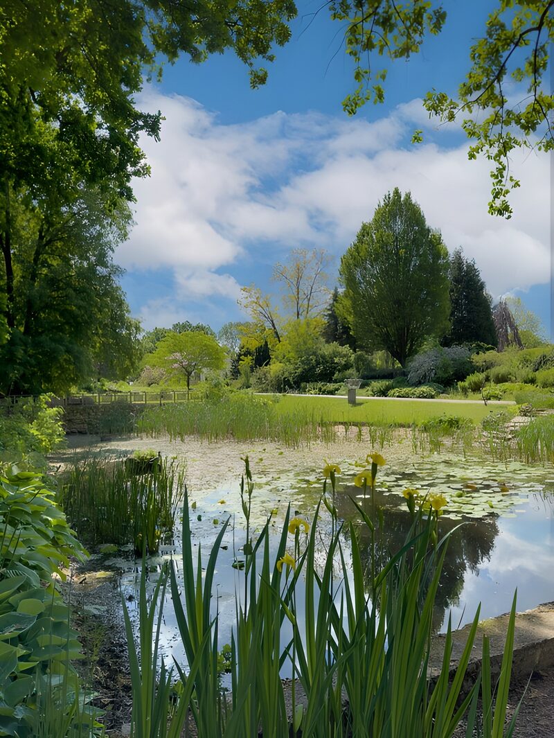 Tranquil Park Pond Under Blue Sky