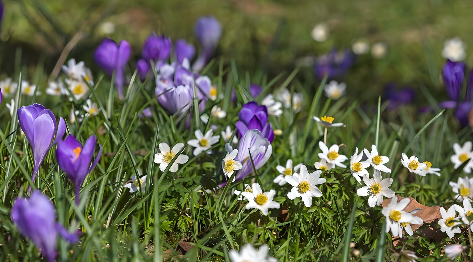Spring Bloom: Crocuses and Anemones
