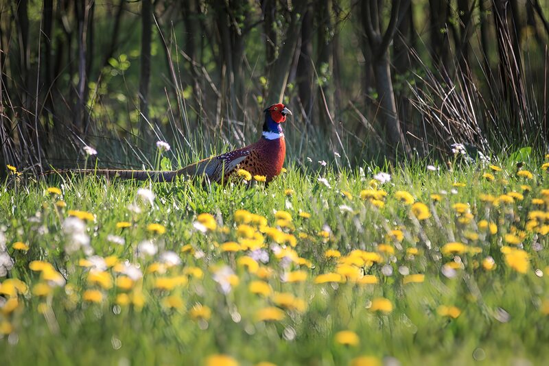 Vibrant Pheasant in a Flower Field