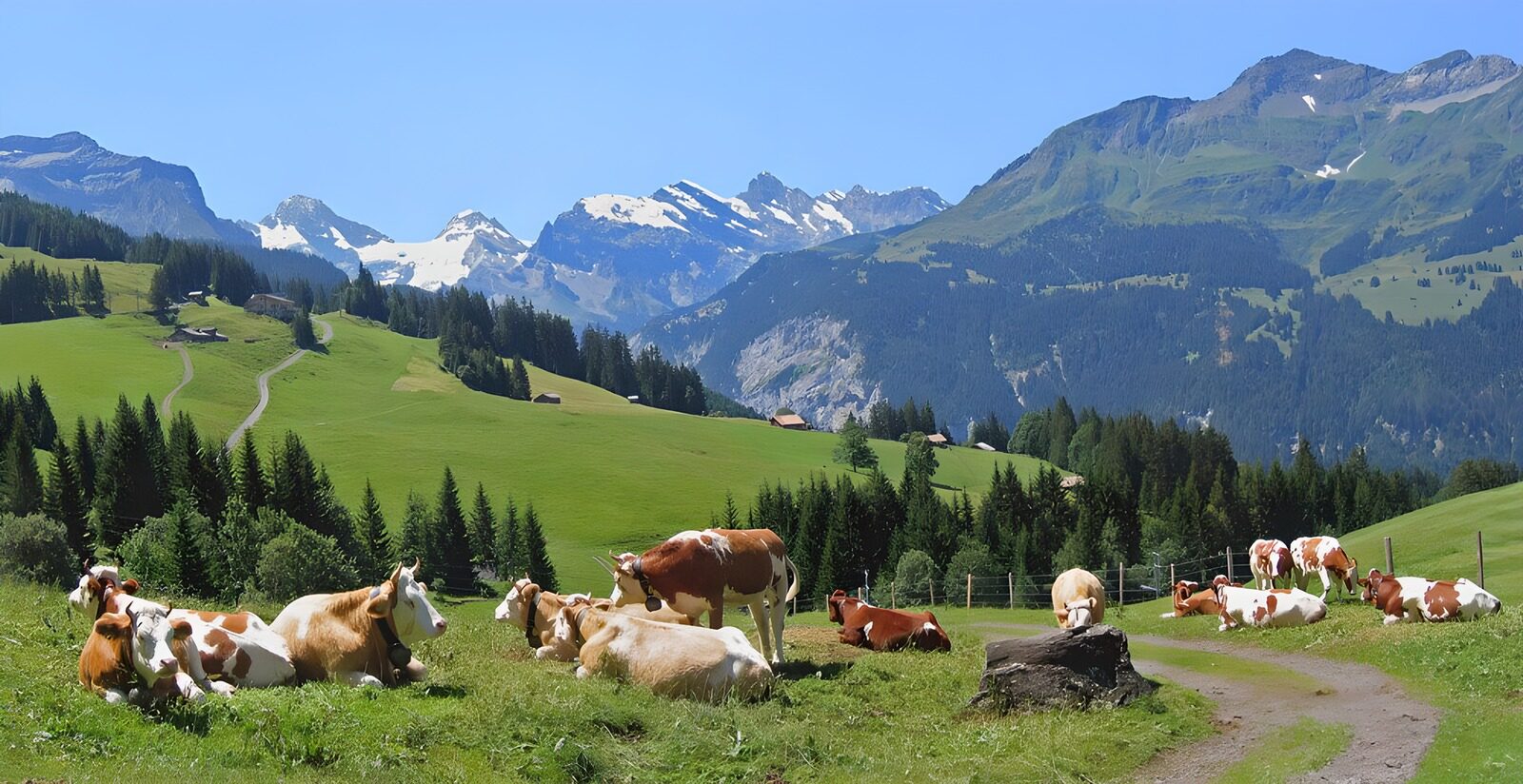 Serene Swiss Alpine Pasture