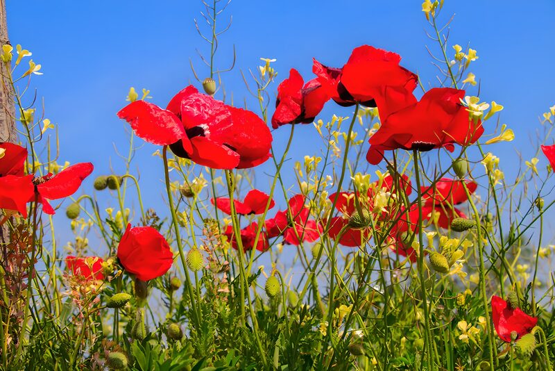 Vibrant Red Poppies Under Blue Skies