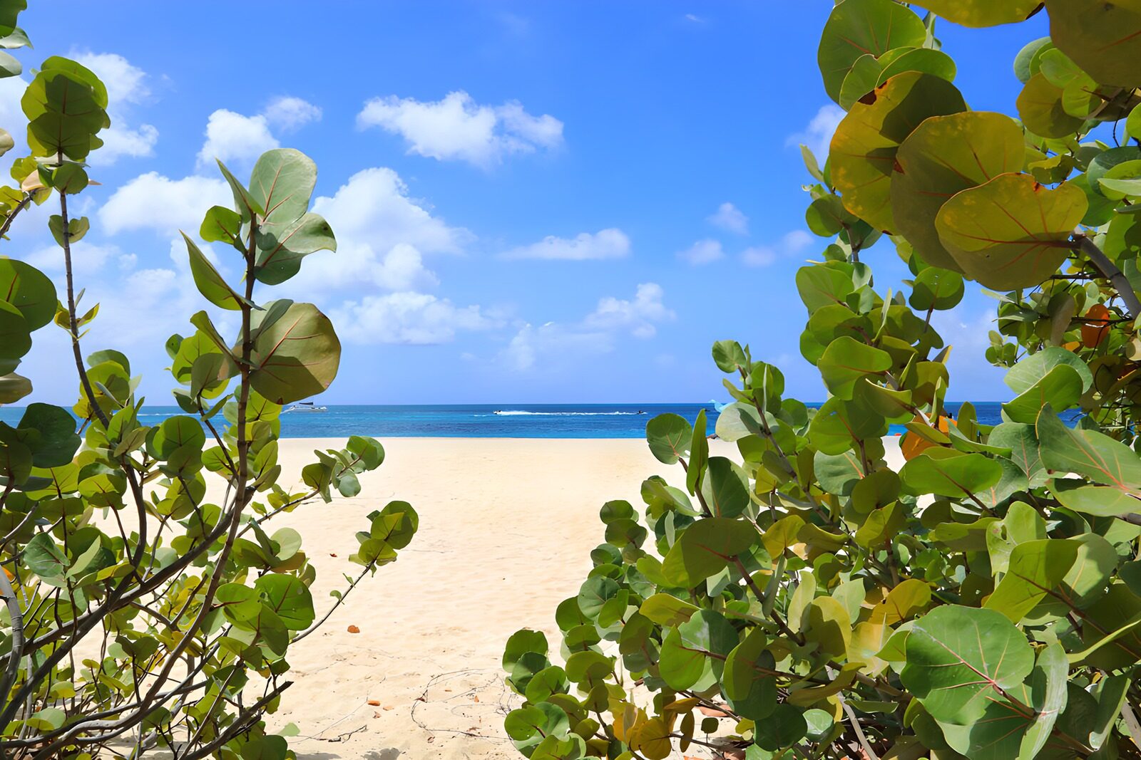 Serene Beach View Framed by Lush Foliage