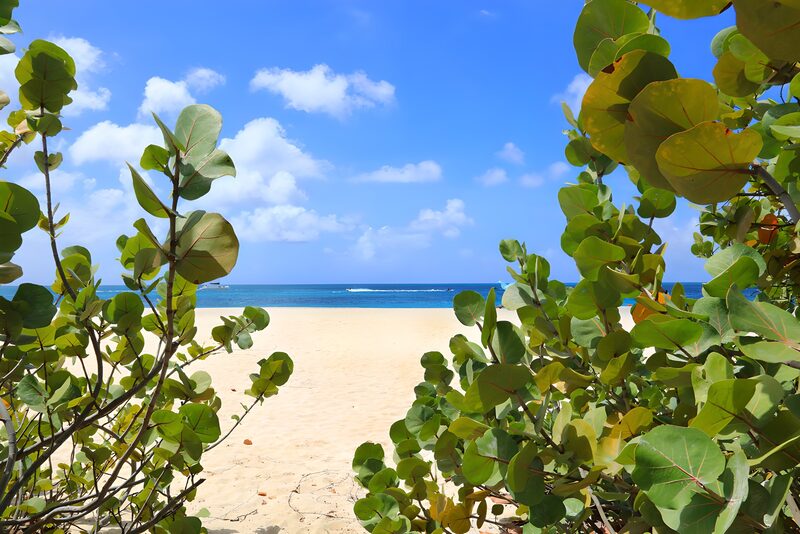 Serene Beach View Framed by Lush Foliage