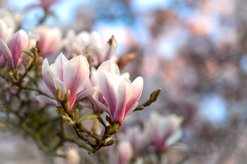 Delicate Pink Magnolia Blooms