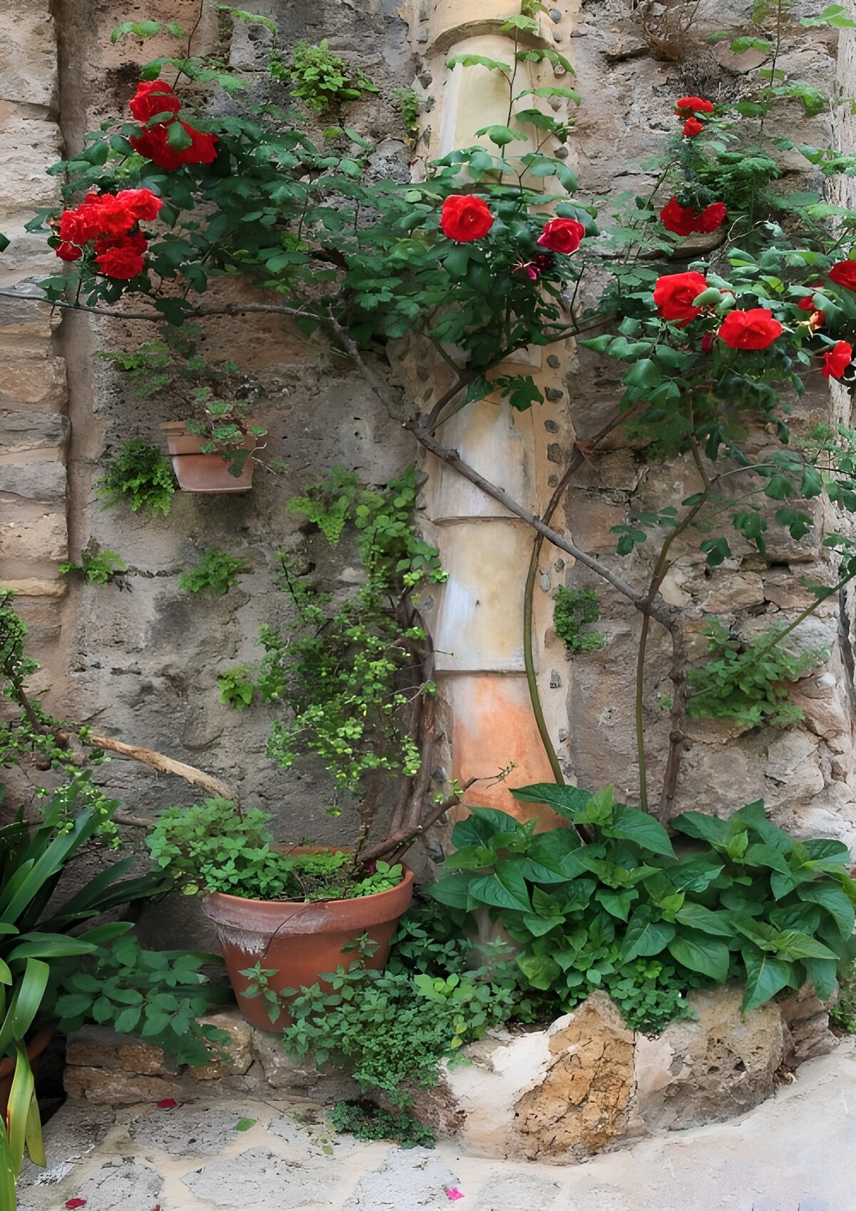 Blossoming Roses Against a Stone Wall