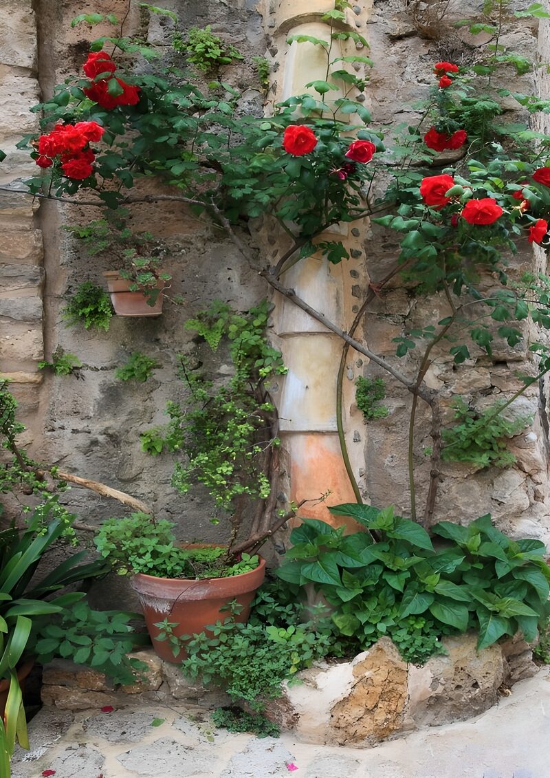 Blossoming Roses Against a Stone Wall