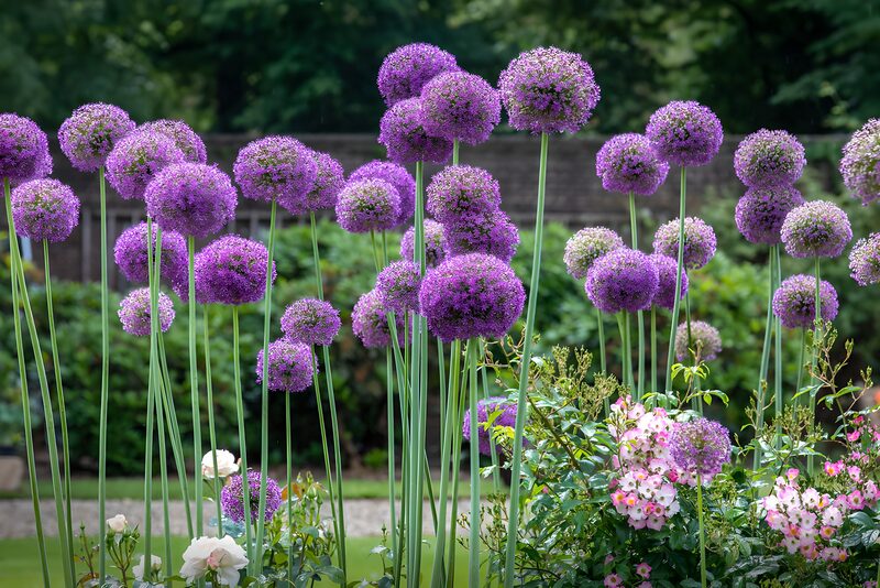 Vibrant Purple Allium Blooms in a Garden