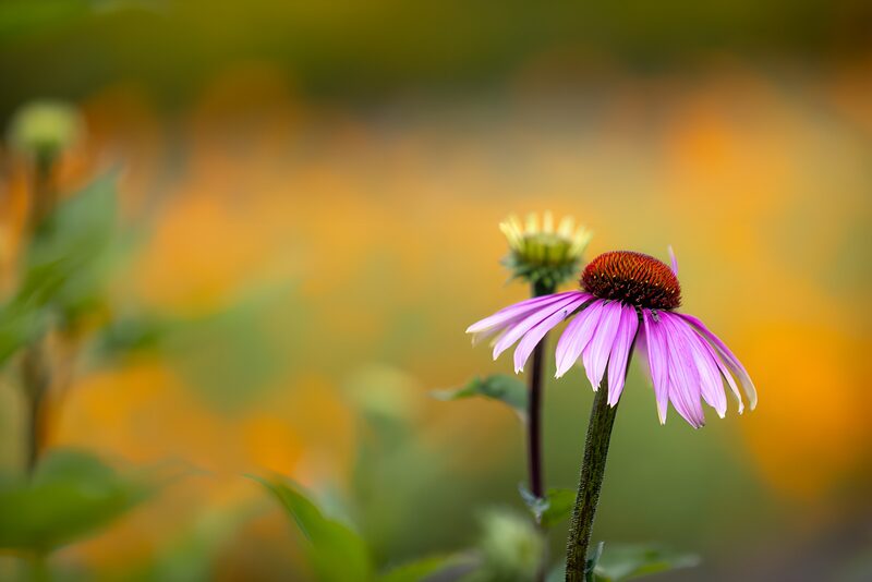 Vibrant Blossom in a Colorful Garden
