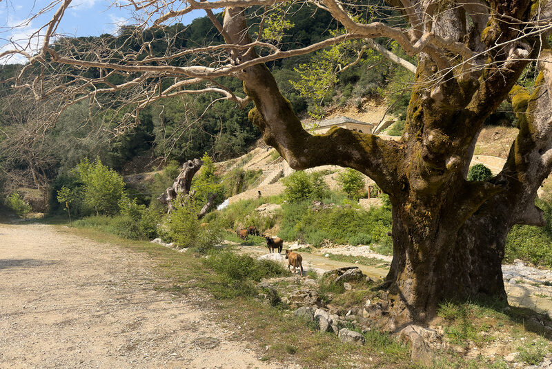 Ancient Tree and Mountain Path