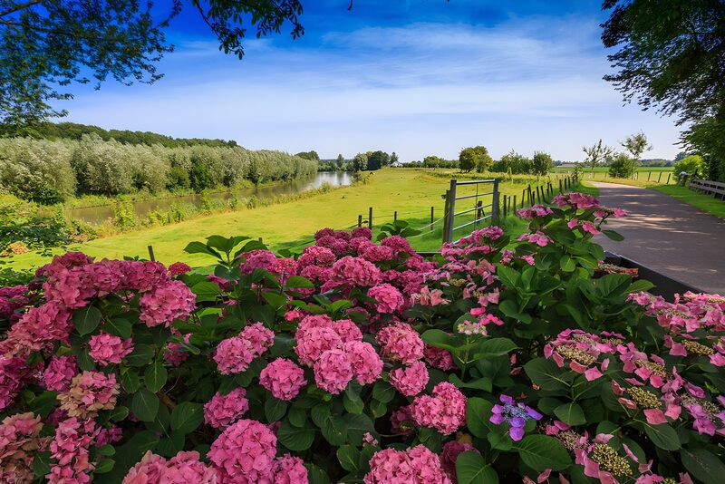 Serene Landscape with Blooming Hydrangeas
