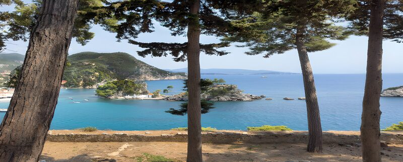 Serene Coastal View with Pine Trees