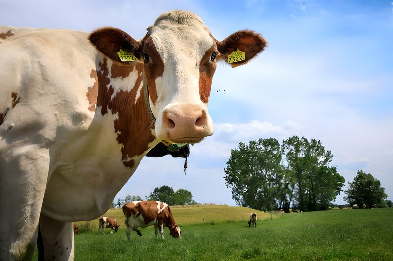 Curious Cow in Pasture
