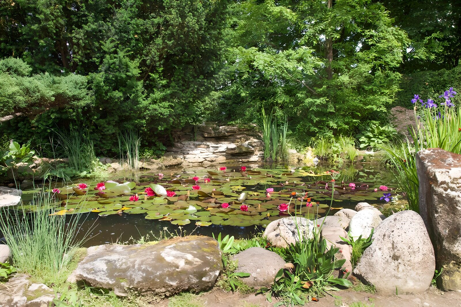 Serene Lily Pond Amidst Lush Greens