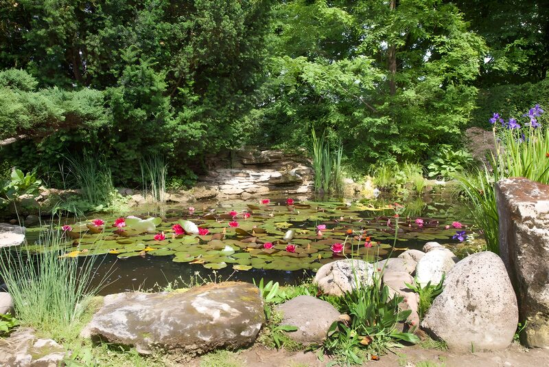 Serene Lily Pond Amidst Lush Greens