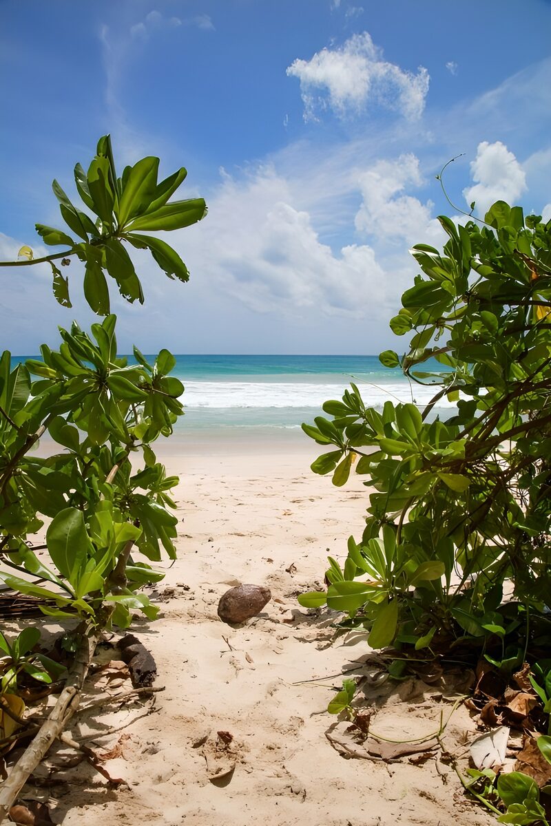 Tranquil Beach View Through Lush Foliage