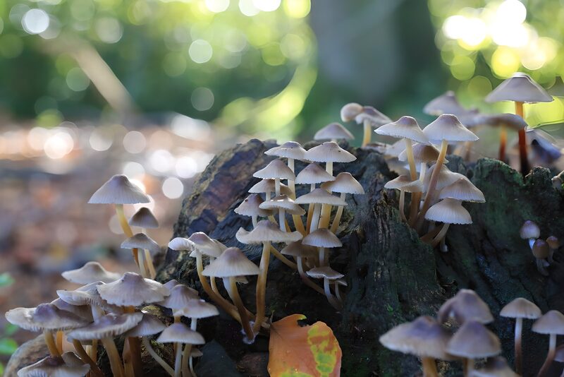 Enchanted Forest Mushrooms