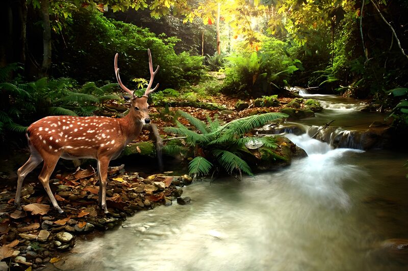 Serene Forest Scene with Deer