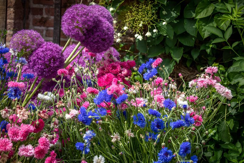 Vibrant Blooming Garden Flowers