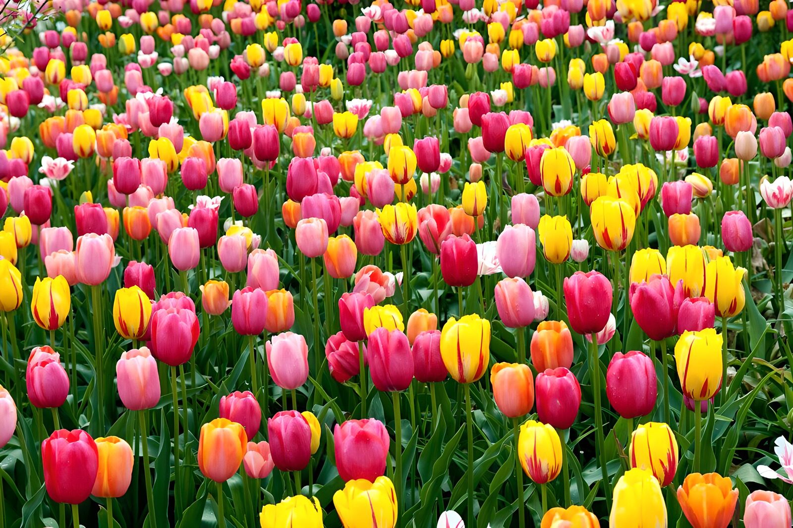 Vibrant Tulip Garden in Full Bloom