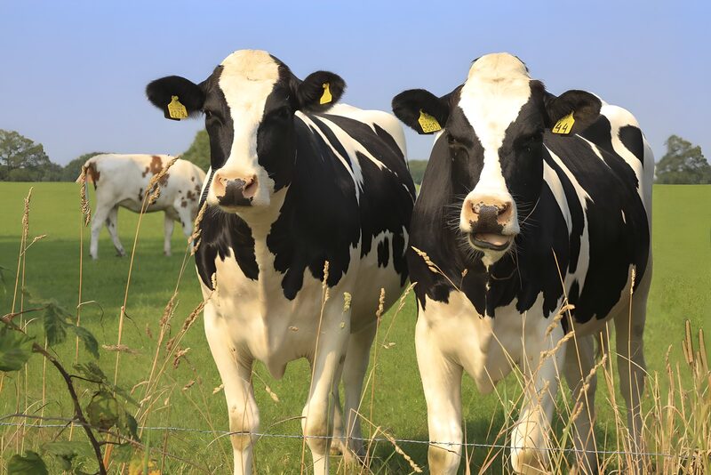Happy Cows in a Green Pasture