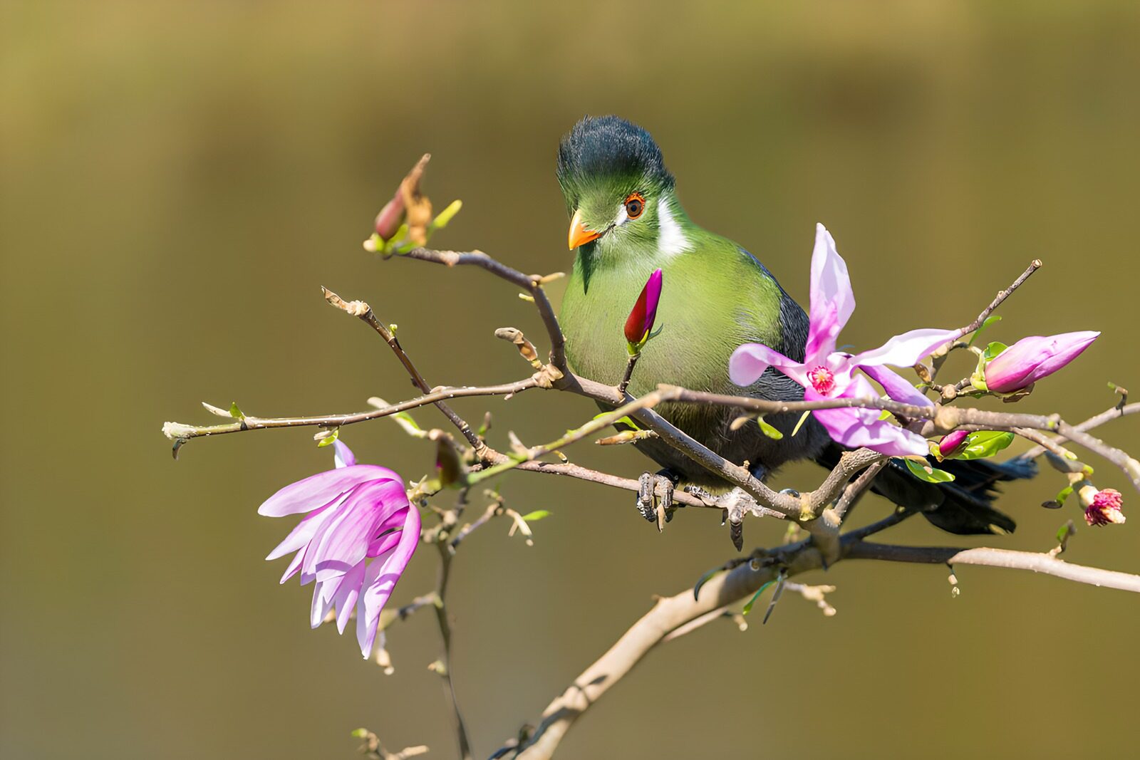 Vibrant Bird Among Blooming Flowers