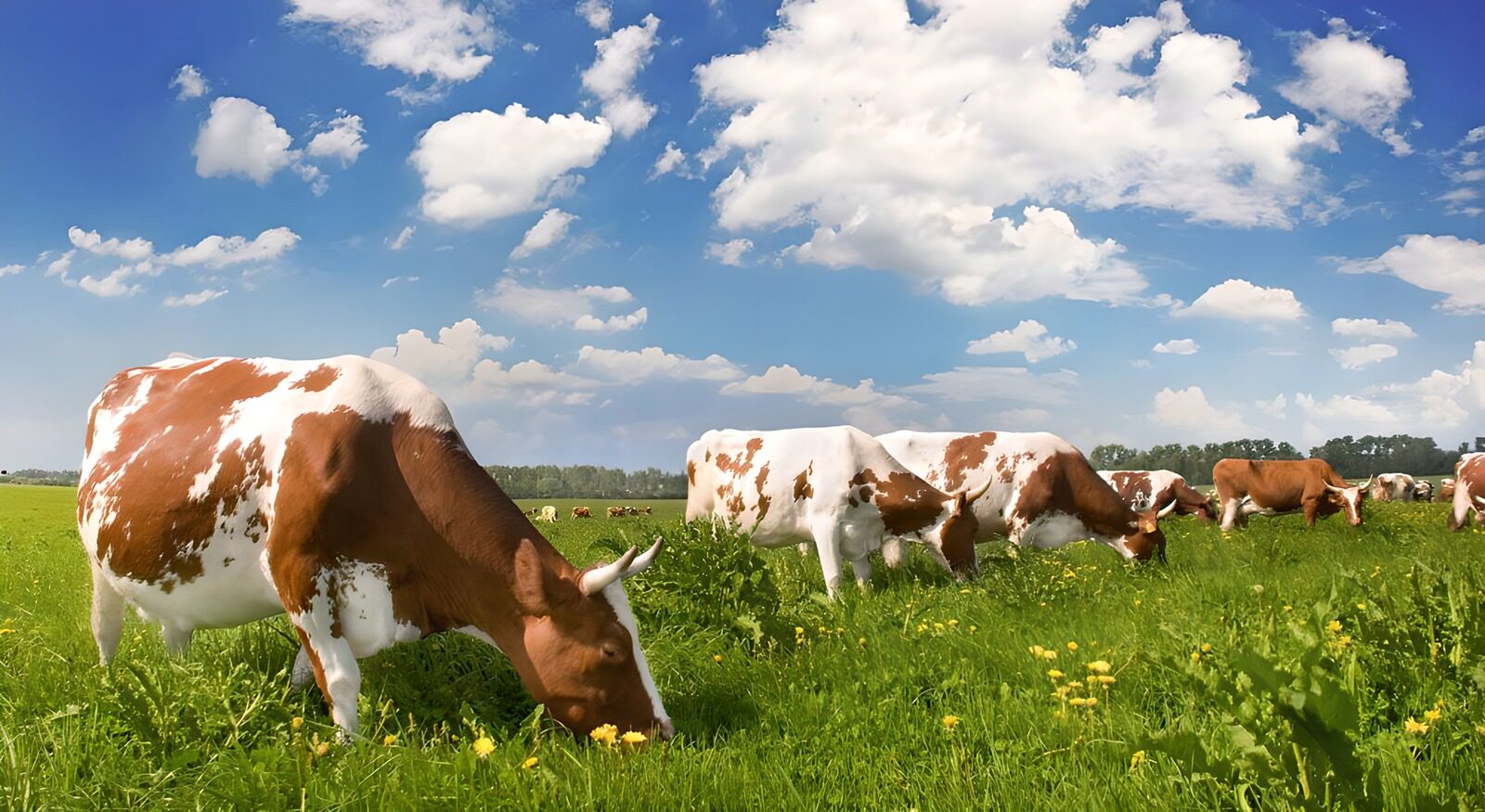 Peaceful Pastures with Grazing Cows