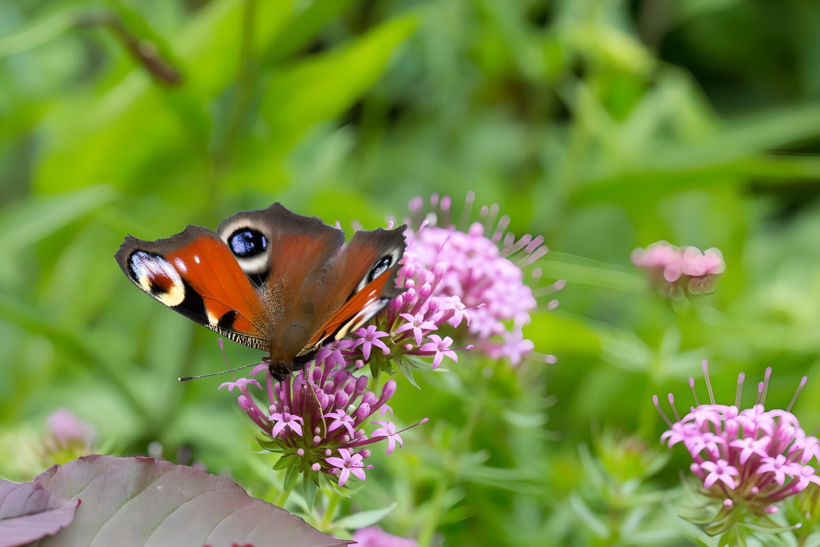 Peacock Butterfly on Pink Flowers