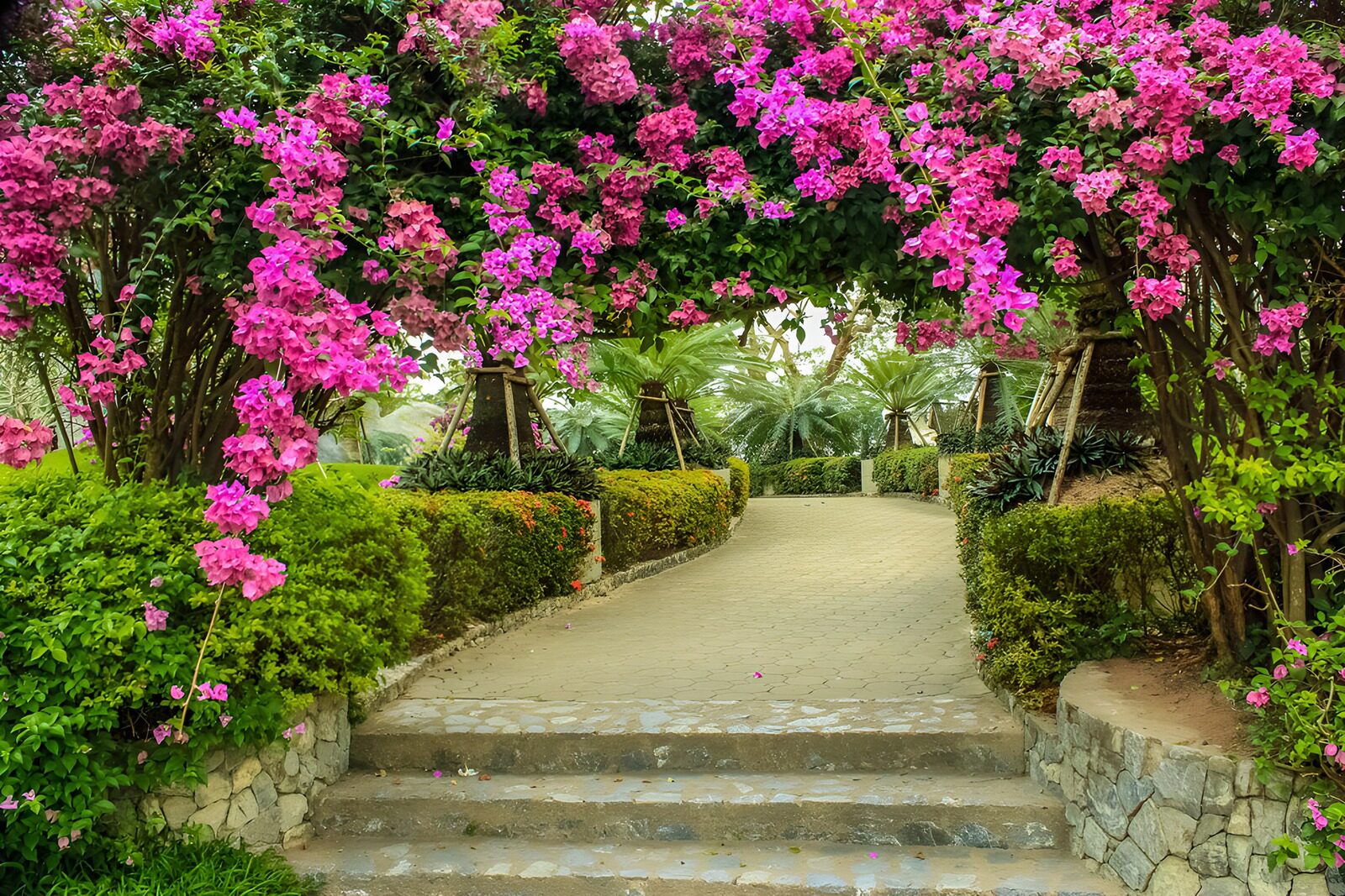 Beautiful Bougainvillea Archway