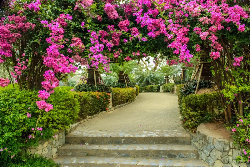 Beautiful Bougainvillea Archway