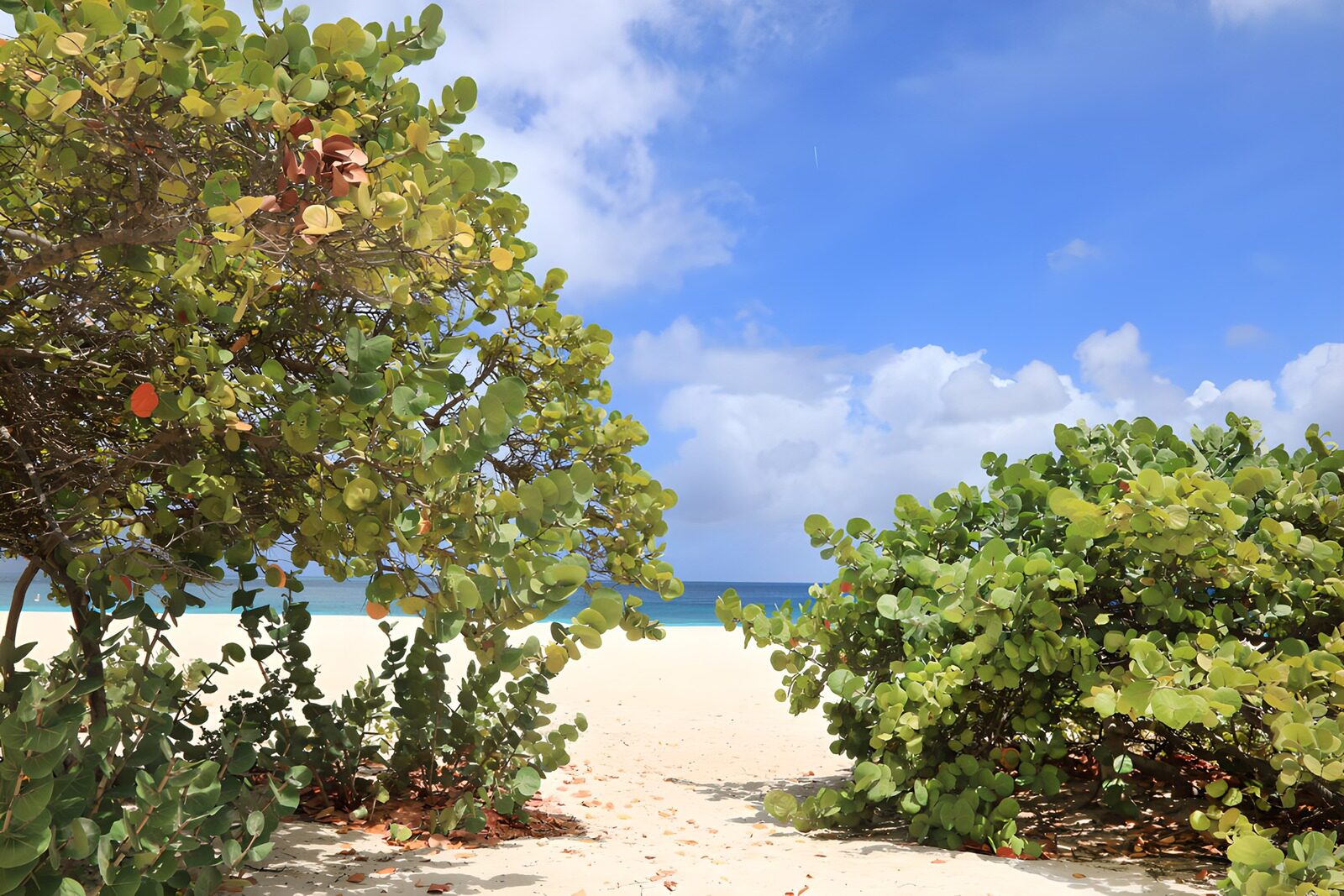 Tranquil Beach Pathway