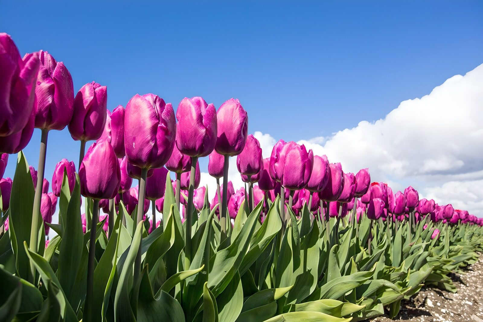 Vibrant Pink Tulip Fields