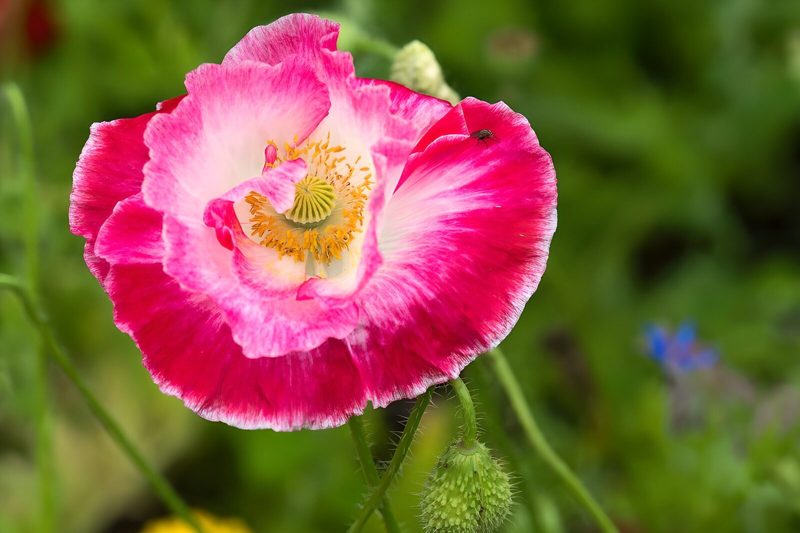 Vibrant Pink Poppy Blossom