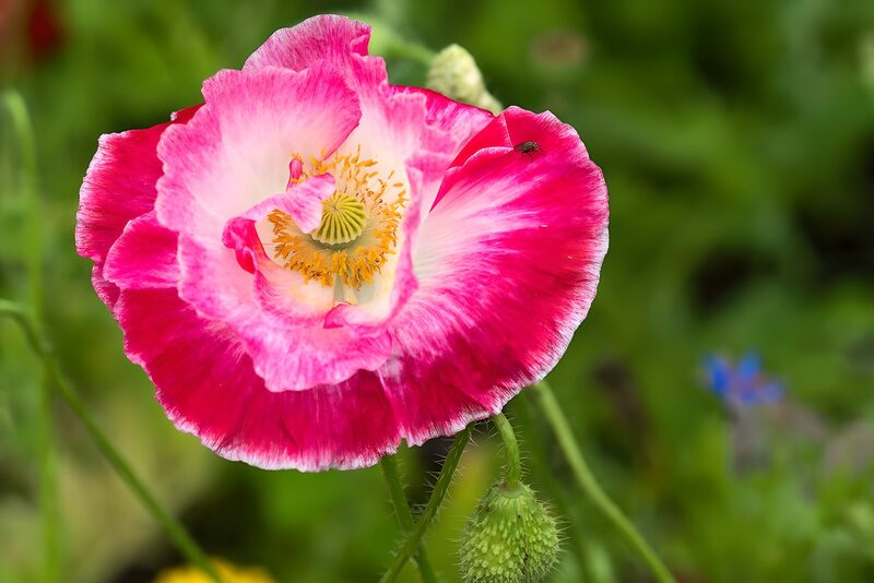 Vibrant Pink Poppy Blossom