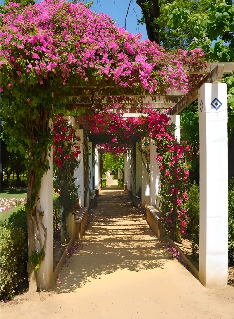 Blossoming Pathway in Full Bloom