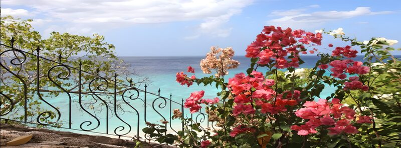 Tropical Paradise with Bougainvillea Blooms