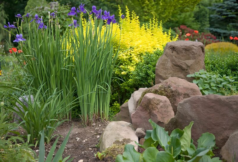 Vibrant Garden with Purple Irises