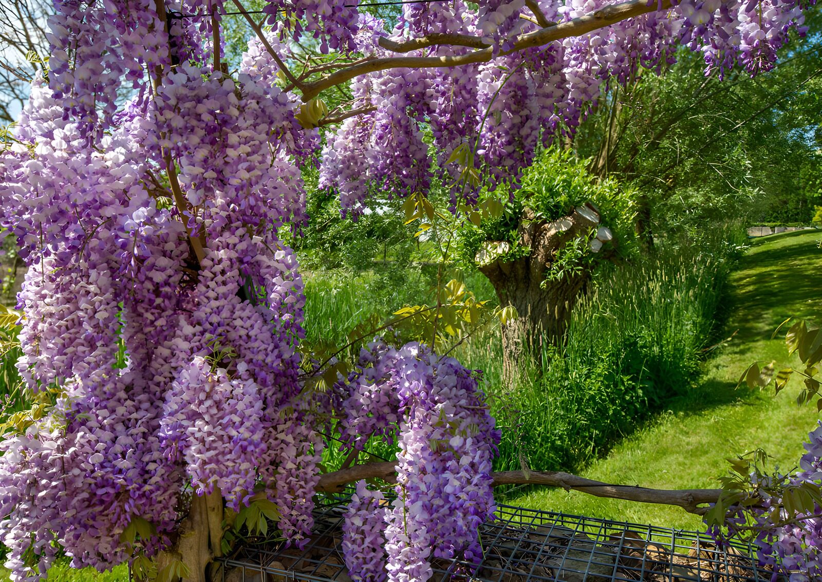 Blossoming Wisteria in Spring