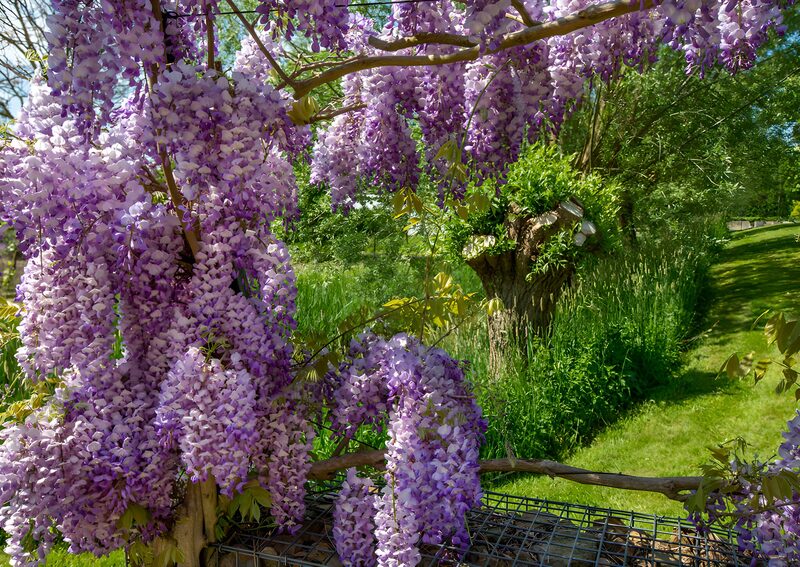 Blossoming Wisteria in Spring