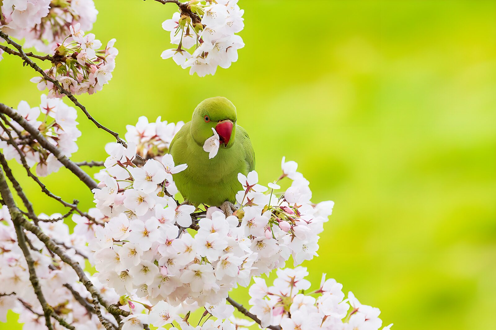 Green Parakeet Among Blossom