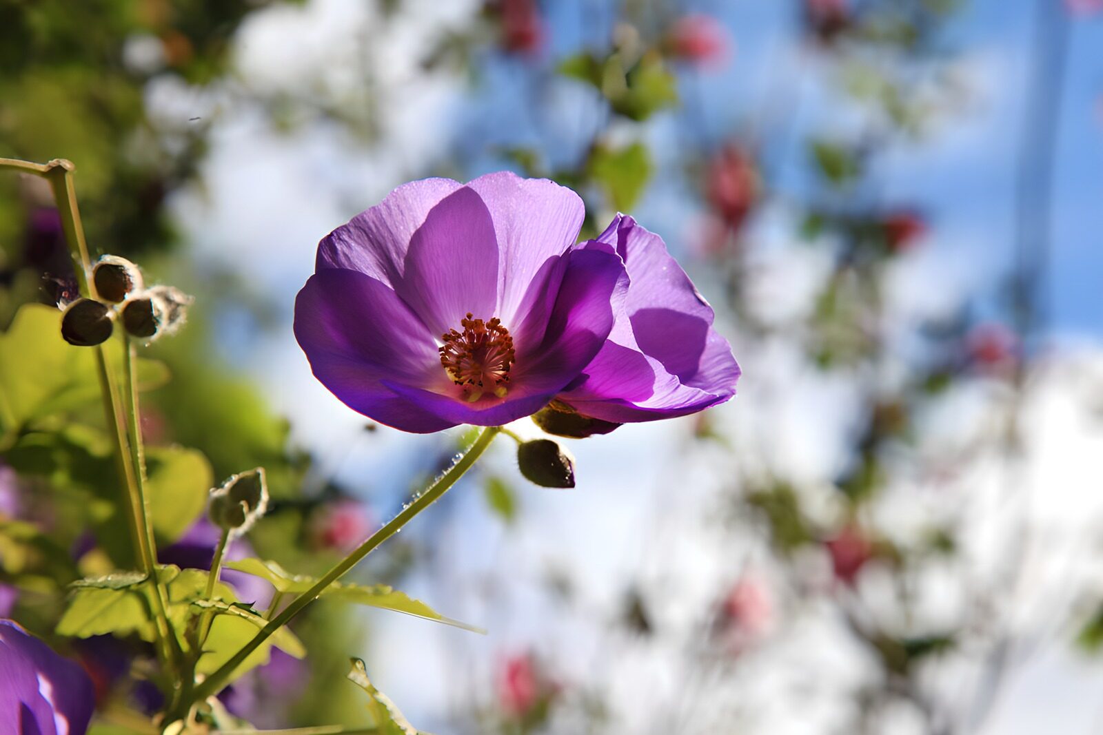 Vibrant Purple Bloom in Nature