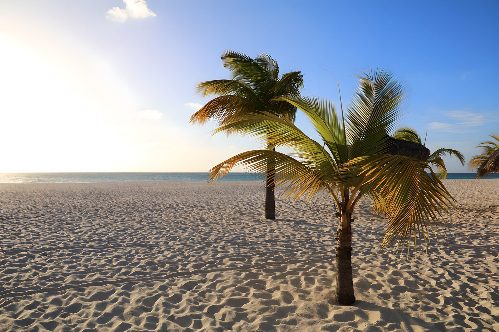 Serene Beach with Palm Trees
