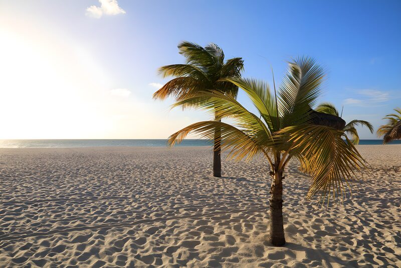 Serene Beach with Palm Trees