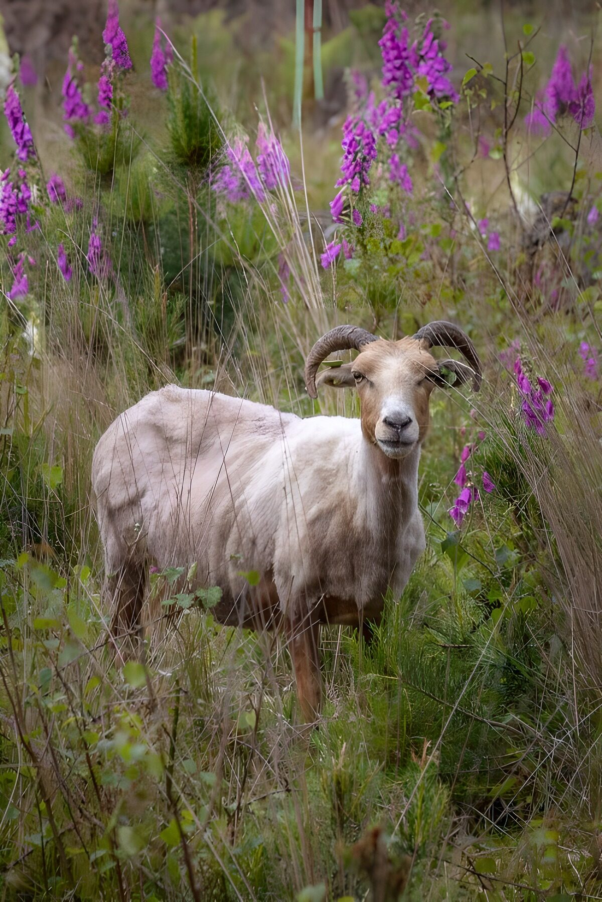 Playful Sheep Among Wildflowers