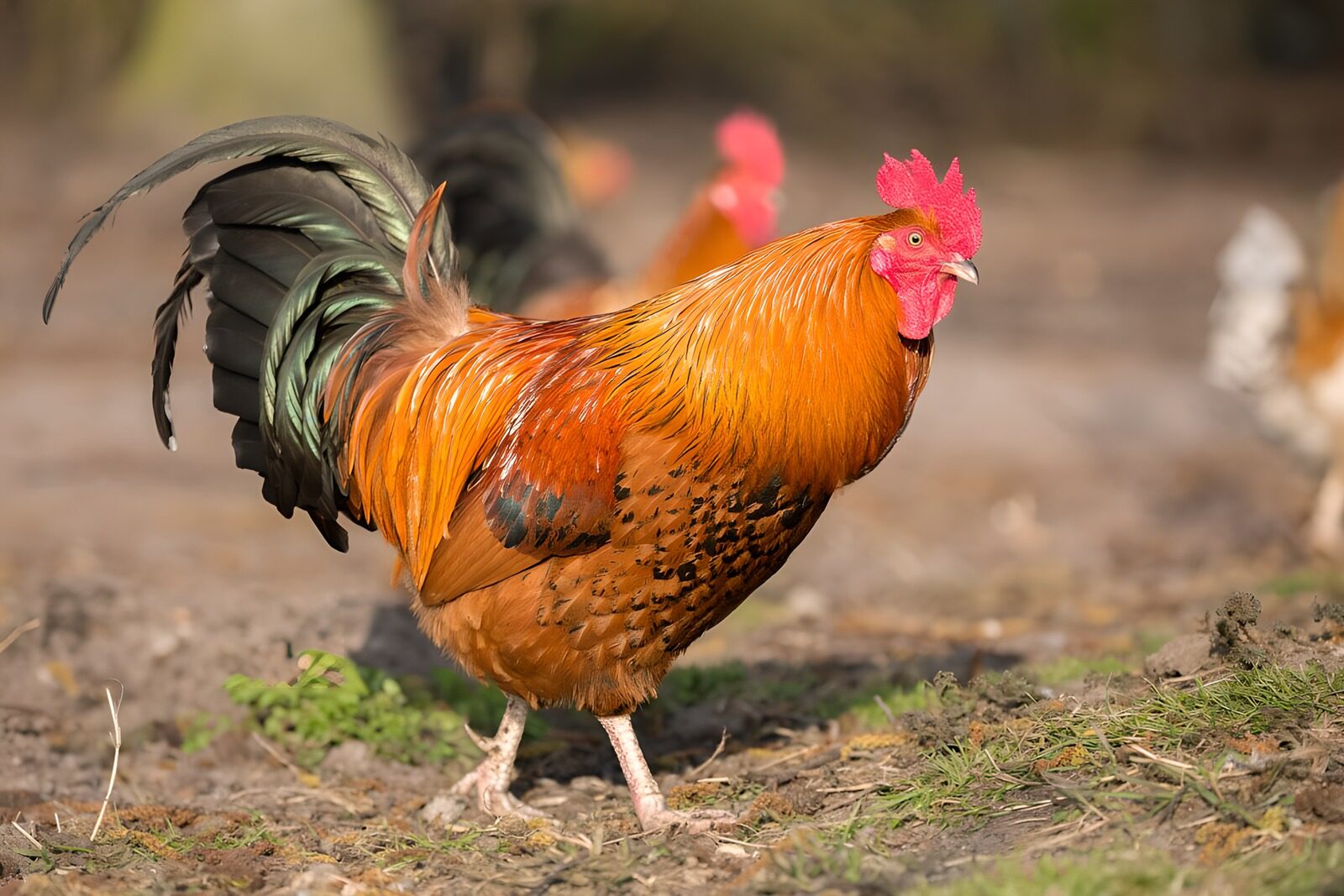 Vibrant Rooster in a Farm Setting