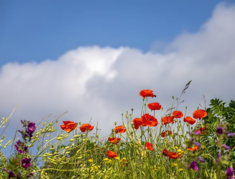 Vibrant Poppies Against the Sky