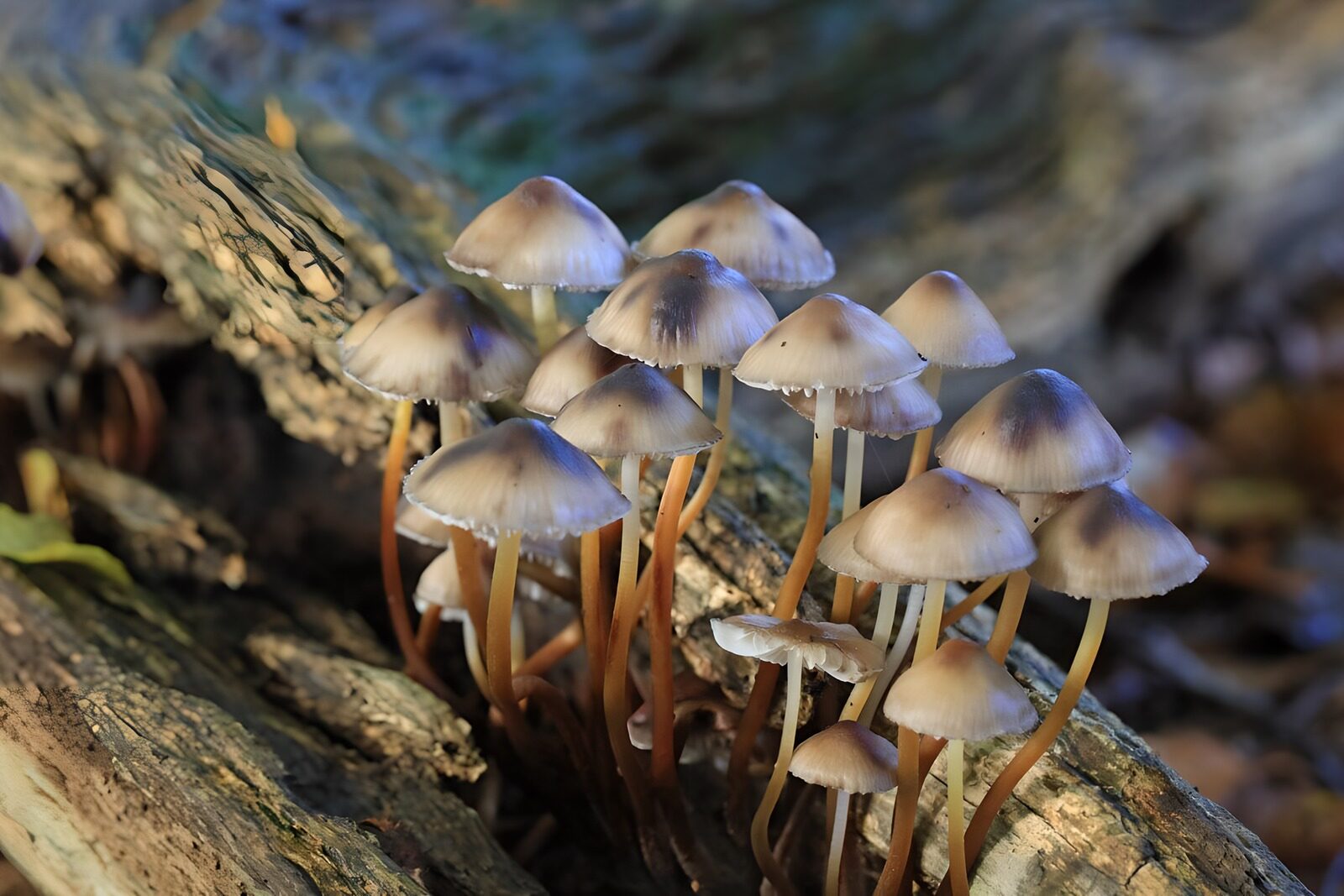 Enchanted Forest Mushrooms
