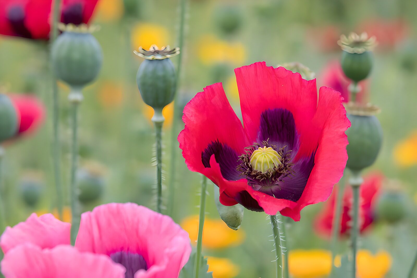 Vibrant Poppy Bloom in a Field