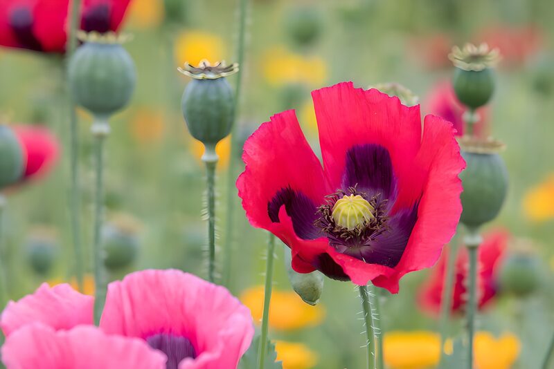 Vibrant Poppy Bloom in a Field