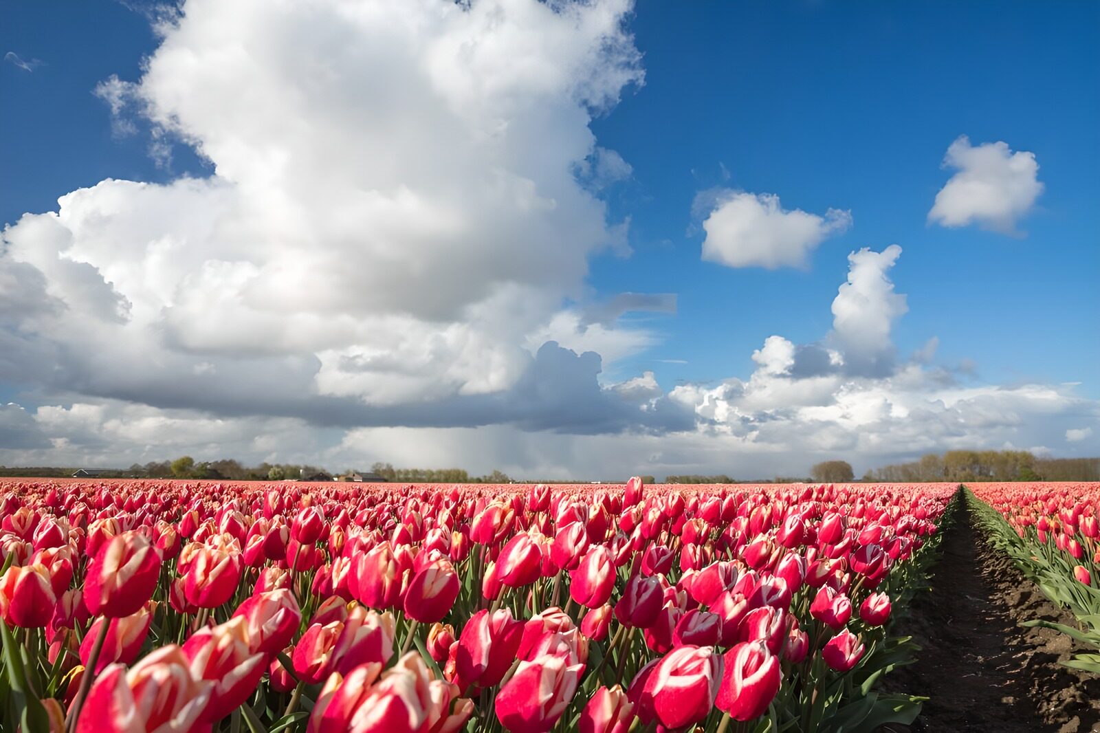 Vibrant Tulip Field Under Blue Sky